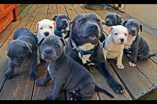 Blue Staffordshire Bull Terrier Puppies For Sale In Usa