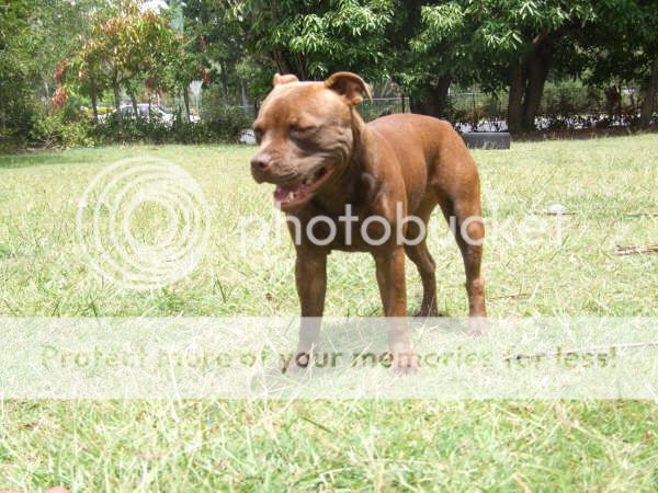 Blue Staffordshire Bull Terrier Puppies For Sale Manchester