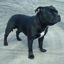 Blue Staffordshire Pitbull Terrier