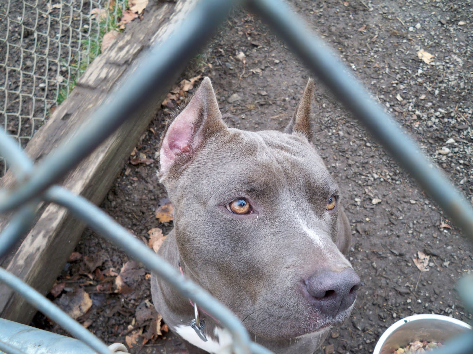 Blue Staffordshire Pitbull Terrier