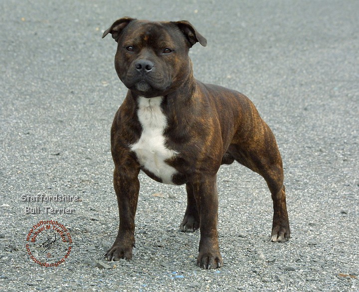 Blue Staffordshire Pitbull Terrier