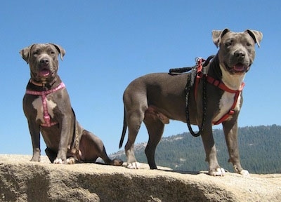 Blue Staffordshire Pitbull Terrier