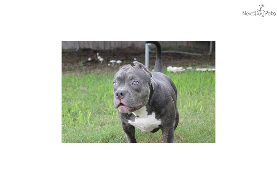 Blue Staffordshire Pitbull Terrier