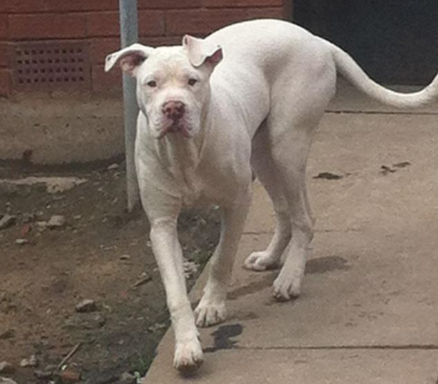 Blue Staffy Cross American Bulldog