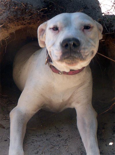 Blue Staffy Cross American Bulldog