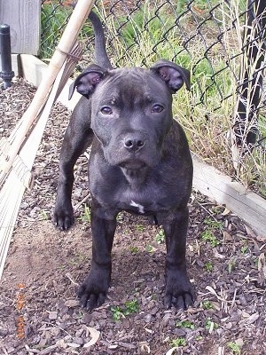 Blue Staffy Puppies