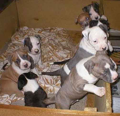 Blue Staffy Puppies