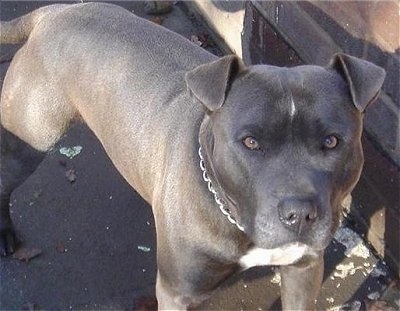 Blue Staffy Puppies