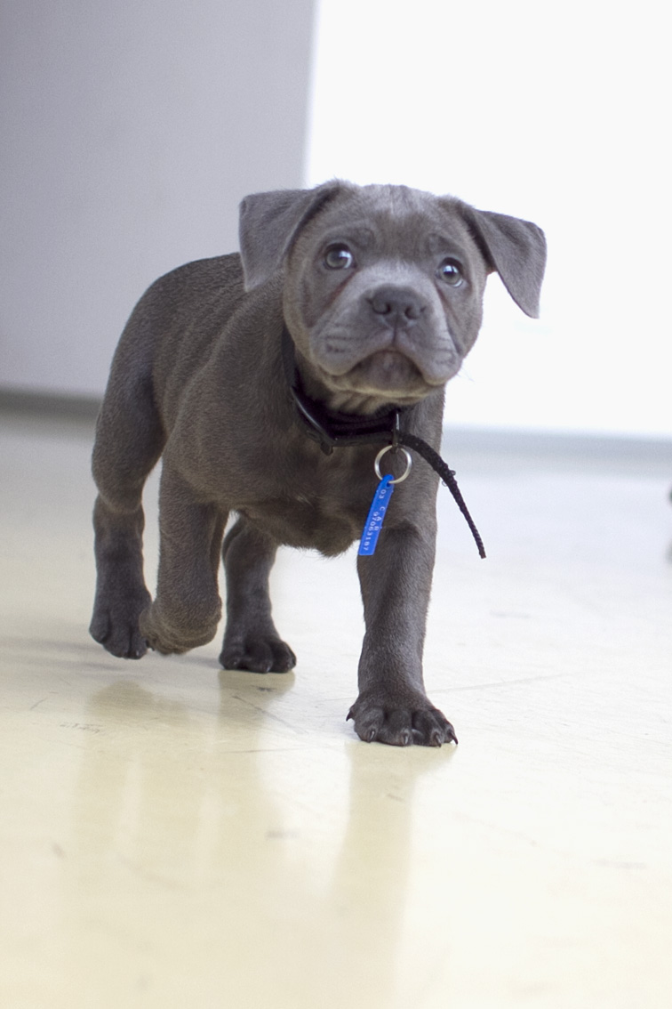 Blue Staffy Puppies For Sale