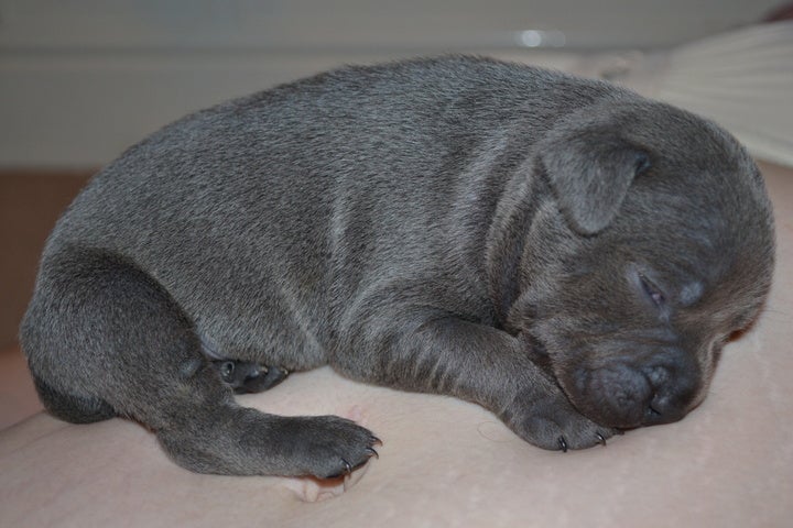 Blue Staffy Puppies For Sale