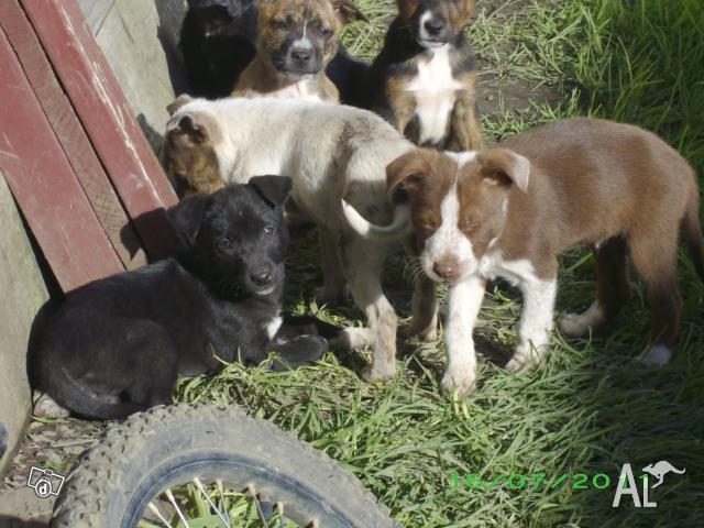 Blue Staffy Puppies For Sale Melbourne