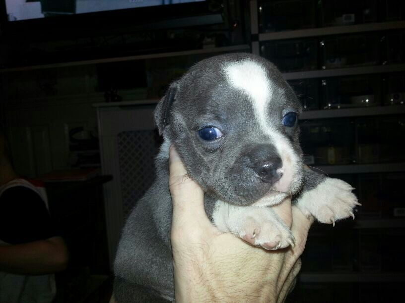 Blue Staffy Puppies For Sale Uk