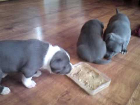 Blue Staffy Puppies Pictures