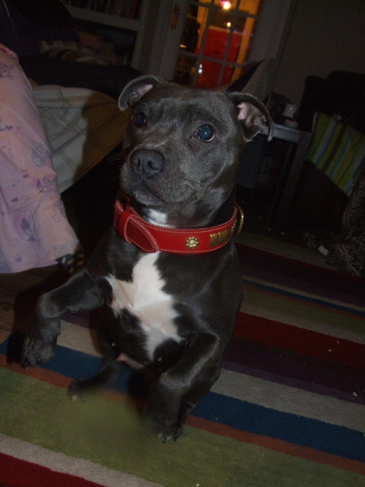 Blue Staffy Puppies With Blue Eyes