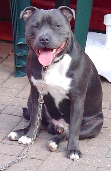 Blue Staffy Pups