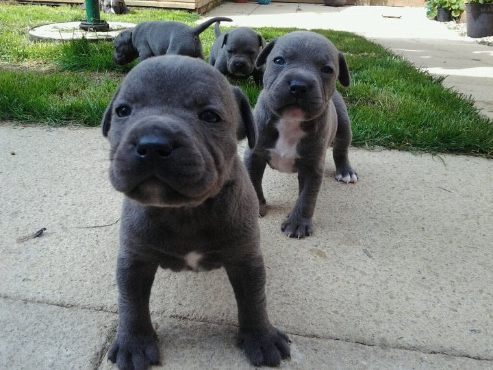 Blue Staffy Pups For Sale In Kent