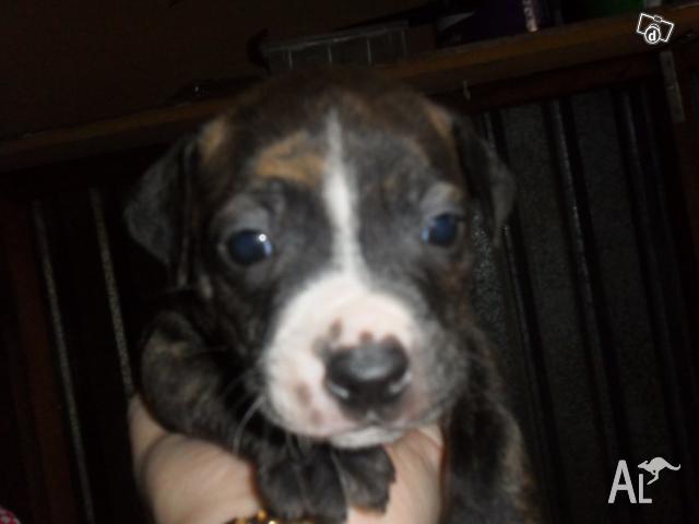 Blue Staffy Pups For Sale Vic