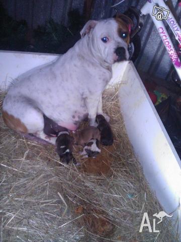 Blue Staffy Pups For Sale Vic