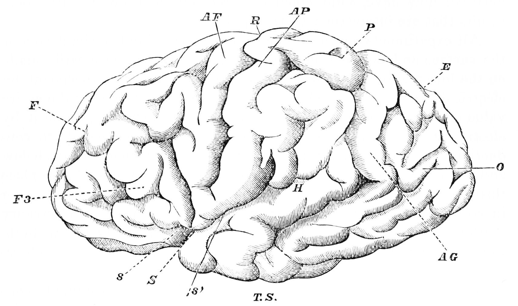 Brain