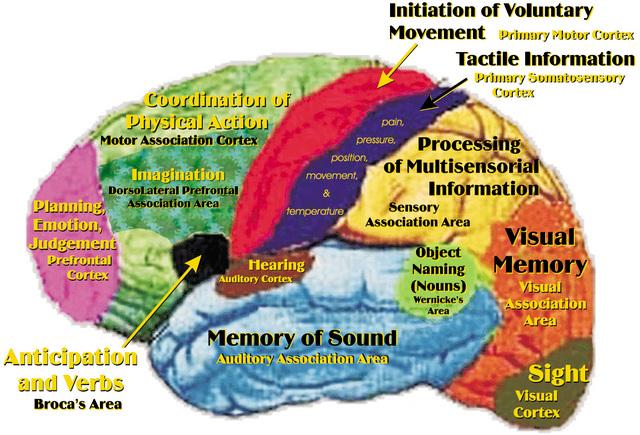 Brain Anatomy And Function For Kids