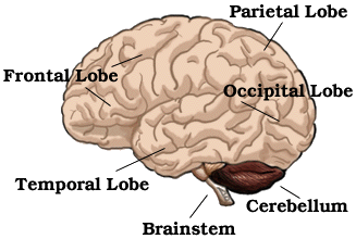 Brain Anatomy And Function For Kids