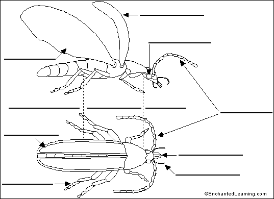 Brain Anatomy Diagram Printout