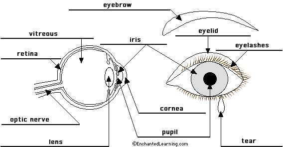 Brain Anatomy Diagram Printout