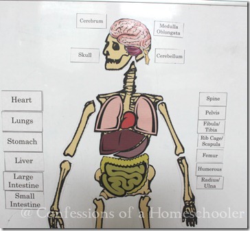 Brain Anatomy Diagram Printout