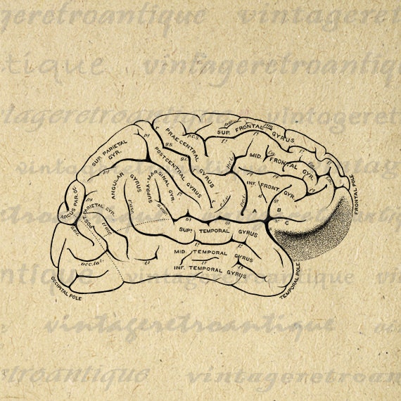 Brain Anatomy Diagram Printout