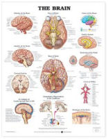 Brain Anatomy Diagram Printout