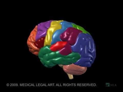 Brain Anatomy Diagram Printout