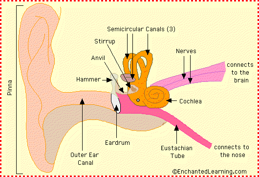 Brain Anatomy Diagram Printout