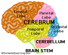 Brain Anatomy Diagram Printout