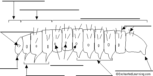 Brain Anatomy Diagram Printout