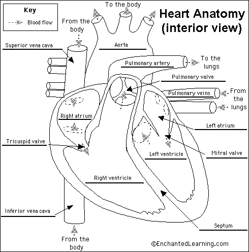 Brain Anatomy Diagram Printout