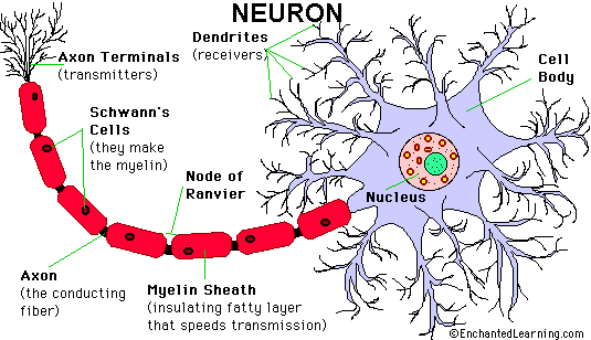 Brain Anatomy Diagram Printout