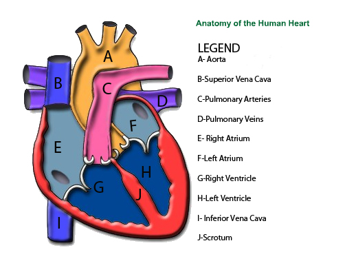 Brain Anatomy Diagram Printout