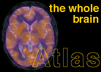 Brain Anatomy Mri Images