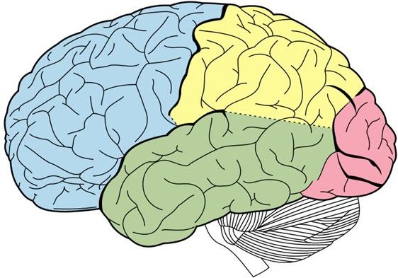 Brain Anatomy Quiz Labeling