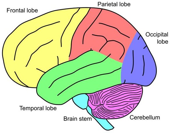 Brain Anatomy Quiz Labeling