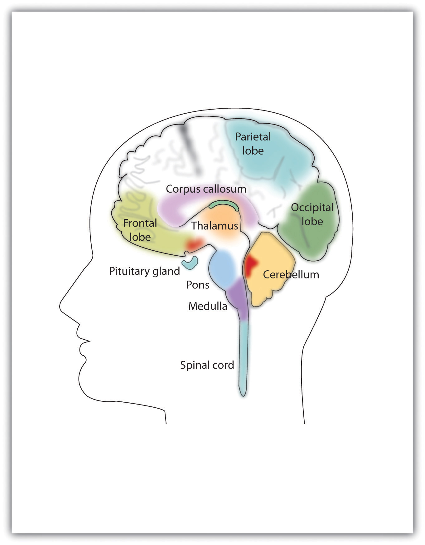 Brain Anatomy Quiz Labeling