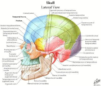 Brain Anatomy Quiz Questions