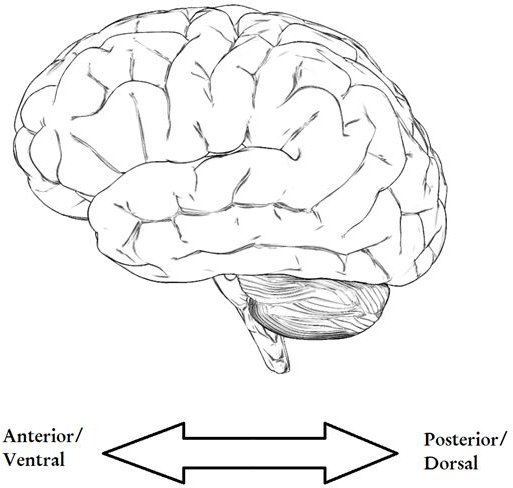 Brain Anatomy Quiz Questions