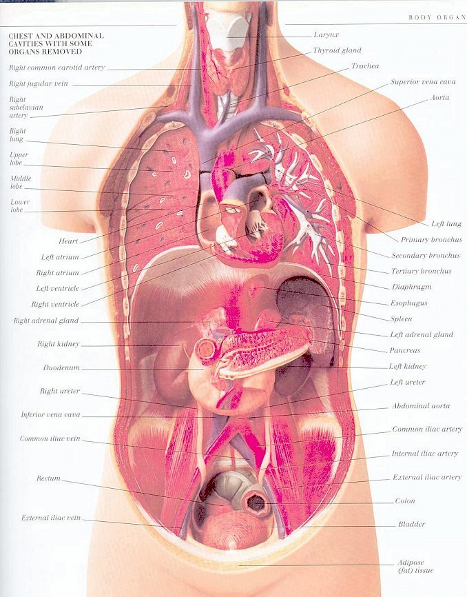 Brain Anatomy Quiz Questions