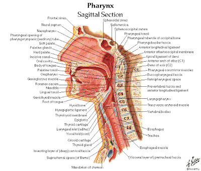 Brain Anatomy Quiz Questions