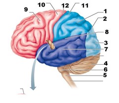 Brain Anatomy Quizlet