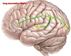 Brain Anatomy Quizlet