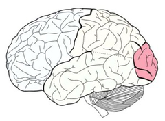 Brain Anatomy Quizlet