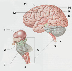 Brain Anatomy Quizlet