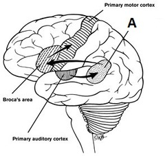 Brain Anatomy Quizlet